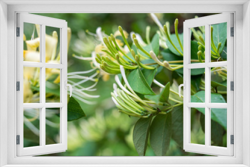 Fototapeta Naklejka Na Ścianę Okno 3D - Wild Chinese herbal medicine honeysuckle in the forest