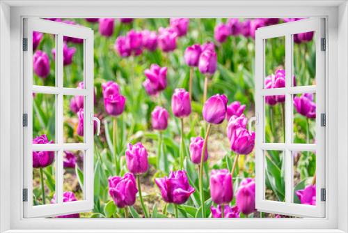 Fototapeta Naklejka Na Ścianę Okno 3D - tulip on a tulip field