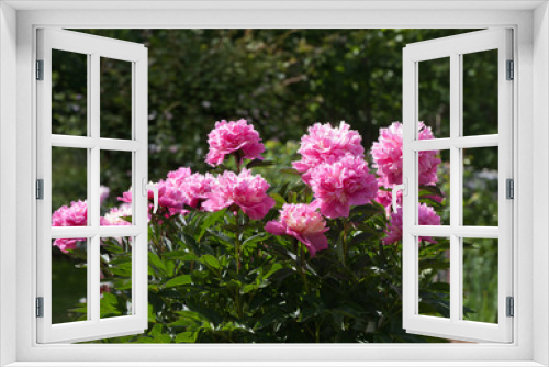 Fototapeta Naklejka Na Ścianę Okno 3D - Shrub pink peonies in the garden