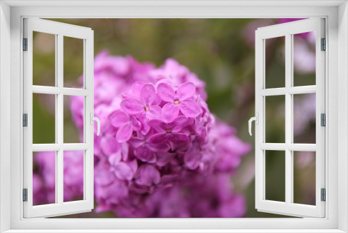 Fototapeta Naklejka Na Ścianę Okno 3D - purple lilac flowers
