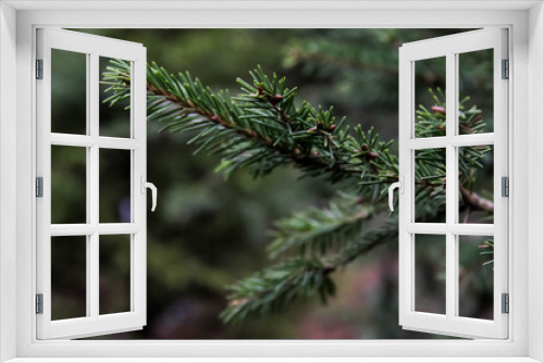 Fototapeta Naklejka Na Ścianę Okno 3D - European spruce