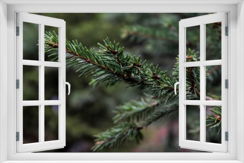 Fototapeta Naklejka Na Ścianę Okno 3D - Norway spruce
