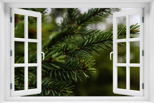 Fototapeta Naklejka Na Ścianę Okno 3D - Picea abies
