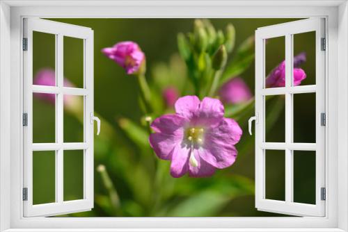 Fototapeta Naklejka Na Ścianę Okno 3D - Blüten des Zottigen Weidenröschen  (Epilobium hirsutum)