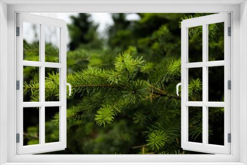Fototapeta Naklejka Na Ścianę Okno 3D - close up of pine needles Pseudotsuga menziesii