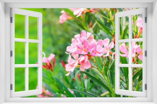 Fototapeta Naklejka Na Ścianę Okno 3D - Blooming pink oleander flowers in the garden