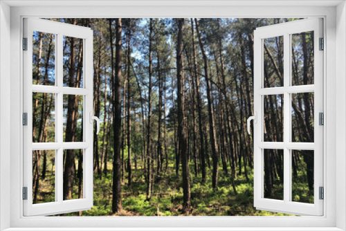 Fototapeta Naklejka Na Ścianę Okno 3D - Forest at National Park De Hoge Veluwe in Gelderland