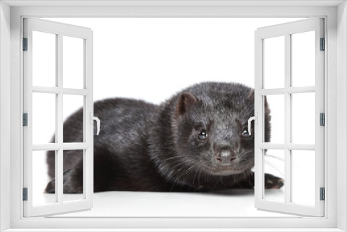 Fototapeta Naklejka Na Ścianę Okno 3D - American mink on white background