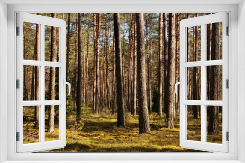 Fototapeta Naklejka Na Ścianę Okno 3D - Pine forest on a sunny spring day