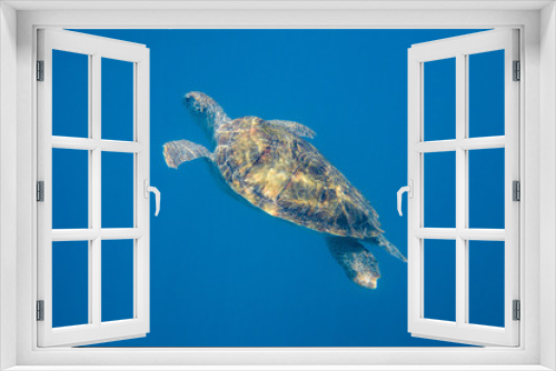Fototapeta Naklejka Na Ścianę Okno 3D - Green Turtle (Chelonia mydas) swimming in the Caribbean Sea in Barbados