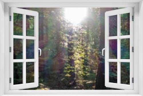 Fototapeta Naklejka Na Ścianę Okno 3D - Sonnenstrahlen im Wald