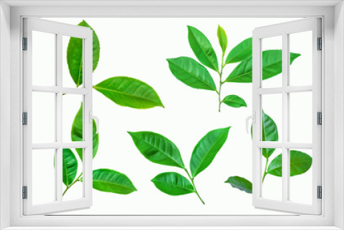 Fototapeta Naklejka Na Ścianę Okno 3D - set of green tea plant leaf on white background for design elements, Flat lay