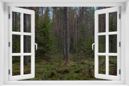 Fototapeta Naklejka Na Ścianę Okno 3D - Sacred forest