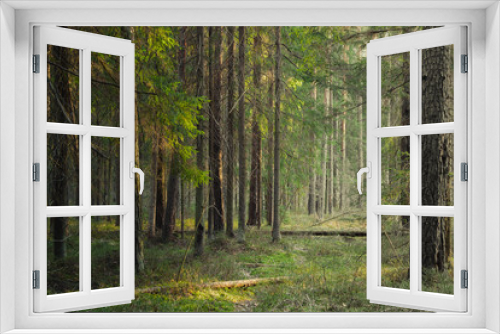 Fototapeta Naklejka Na Ścianę Okno 3D - Atmospheric forest at sunset or dawn, with fog or with sun rays, after sunset