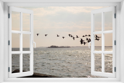 Fototapeta Naklejka Na Ścianę Okno 3D - seagulls in the sea