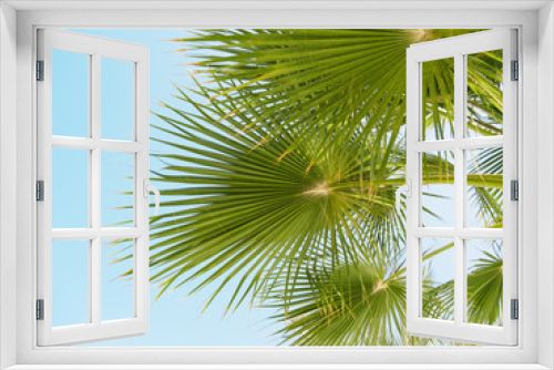 Fototapeta Naklejka Na Ścianę Okno 3D - Green branches of palm tree, close up view. Palm tree against background of clear blue sky, bottom up view. Egyptian beach, Red Sea. Selective soft focus. Blurred background