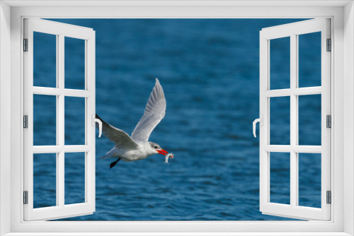 Fototapeta Naklejka Na Ścianę Okno 3D - Caspian Tern hunting in New Zealand