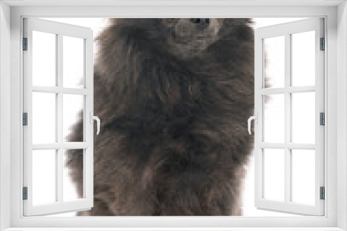Fototapeta Naklejka Na Ścianę Okno 3D - puppy pomeranian in studio