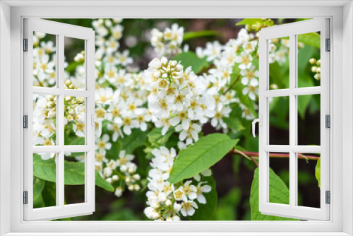 Fototapeta Naklejka Na Ścianę Okno 3D - spring in city - white blossoms of bird cherry in urban garden (focus on flowers on foreground)