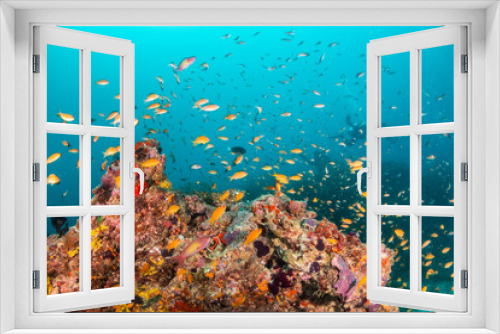 Fototapeta Naklejka Na Ścianę Okno 3D - Colorful underwater scene of small fish surrounding coral reef formations