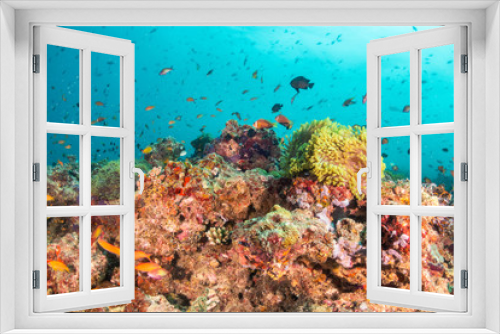 Fototapeta Naklejka Na Ścianę Okno 3D - Colorful underwater scene of small fish surrounding coral reef formations