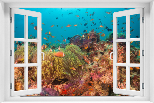 Fototapeta Naklejka Na Ścianę Okno 3D - Underwater scene on colorful reef fish swimming together in clear water among a pristine reef formation