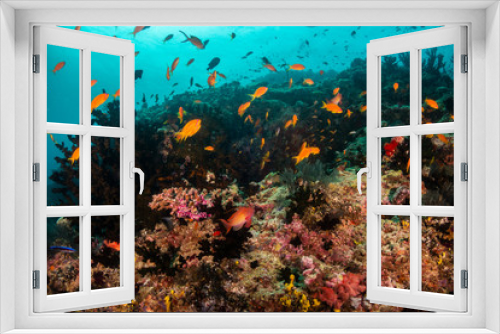 Fototapeta Naklejka Na Ścianę Okno 3D - Underwater scene on colorful reef fish swimming together in clear water among a pristine reef formation