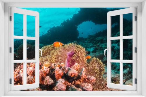 Fototapeta Naklejka Na Ścianę Okno 3D - Orange anemonefish swimming inside a soft coral in clear blue water