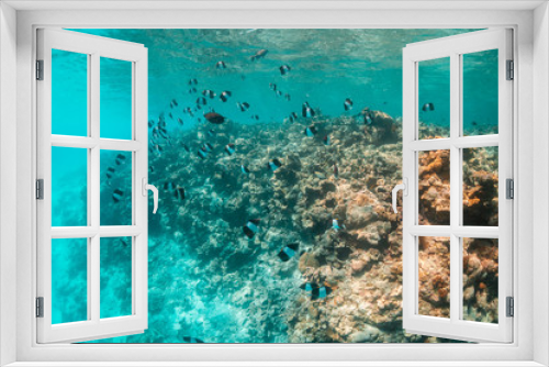 Fototapeta Naklejka Na Ścianę Okno 3D - Colorful coral reef surrounded by tropical schools of small fish in clear blue water
