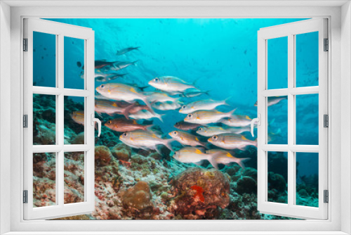 Fototapeta Naklejka Na Ścianę Okno 3D - Colorful coral reef surrounded by tropical schools of small fish in clear blue water