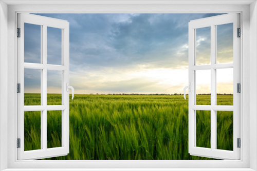 Fototapeta Naklejka Na Ścianę Okno 3D - Cloudy sky over a green wheat field