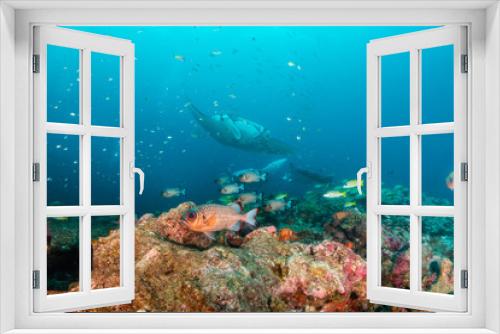 Fototapeta Naklejka Na Ścianę Okno 3D - Manta ray swimming gracefully in clear blue water