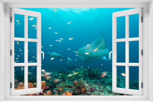 Fototapeta Naklejka Na Ścianę Okno 3D - Manta ray swimming gracefully in clear blue water