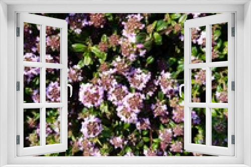 Fototapeta Naklejka Na Ścianę Okno 3D - pink flowers in a garden