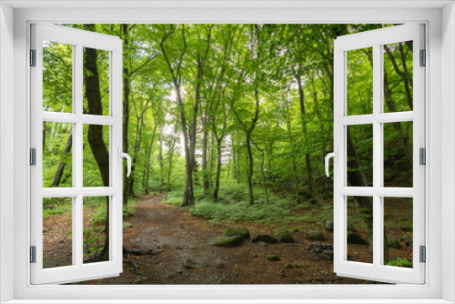 Fototapeta Naklejka Na Ścianę Okno 3D - Trees in the forest