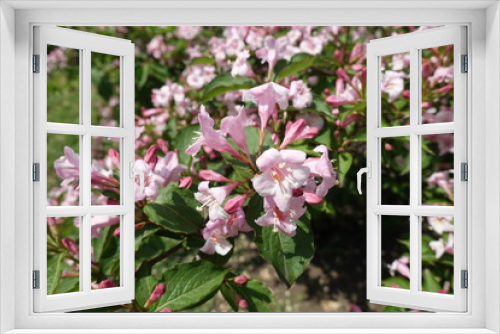 Fototapeta Naklejka Na Ścianę Okno 3D - A lot of pink flowers of Weigela florida in mid May