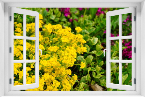 Fototapeta Naklejka Na Ścianę Okno 3D - Smagliczka skalna wiosenne żółte kwiaty 