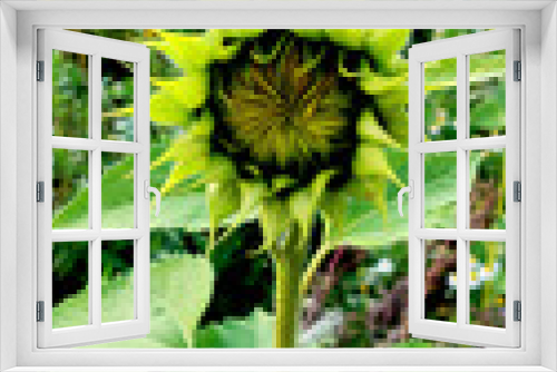 Fototapeta Naklejka Na Ścianę Okno 3D - green and yellow