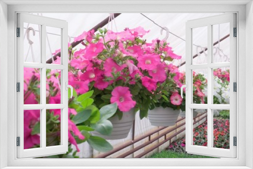 Fototapeta Naklejka Na Ścianę Okno 3D - Large sun-drenched greenhouse with many flower seedlings on the shelves