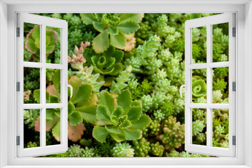 Fototapeta Naklejka Na Ścianę Okno 3D - close up of a green little succulents