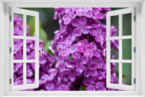 Fototapeta Naklejka Na Ścianę Okno 3D - Branch of lilac flowers