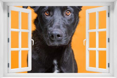 Fototapeta Naklejka Na Ścianę Okno 3D - cute dog studio shot on an isolated background