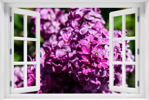 Fototapeta Naklejka Na Ścianę Okno 3D - Spring branch of lilac flowers trees. Sunny day in garden outdoors. 
