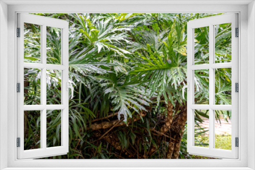 Fototapeta Naklejka Na Ścianę Okno 3D - Imbe plant (Philodendron), widely used in gardening and ornamentation, Areal, Rio de Janeiro, Brazil