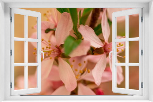 Fototapeta Naklejka Na Ścianę Okno 3D - flowering Bush nut almond. almond flowers. Bush in flowers.photo