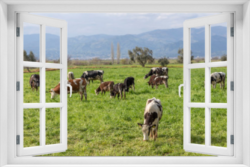 Fototapeta Naklejka Na Ścianę Okno 3D - cows in the field