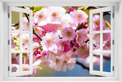 Fototapeta Naklejka Na Ścianę Okno 3D - pink cherry blossom