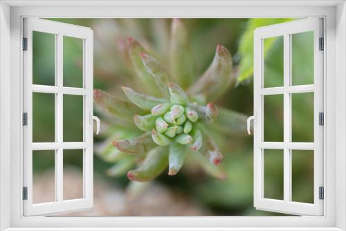 Fototapeta Naklejka Na Ścianę Okno 3D - close up of carpet sedum plant