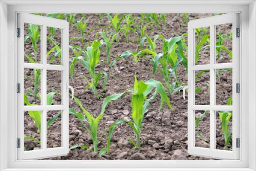 Fototapeta Naklejka Na Ścianę Okno 3D - Young sprouts of corn