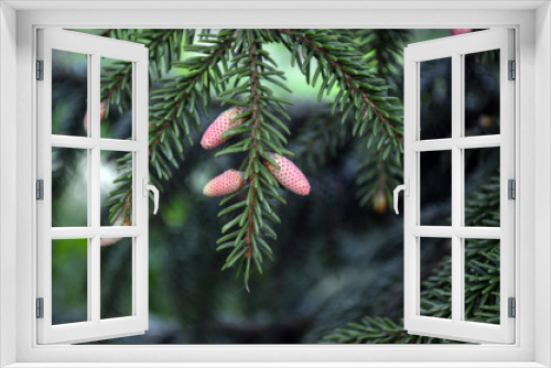 Fototapeta Naklejka Na Ścianę Okno 3D - Pine cones on branches. Brown pine cone of pine tree. Growing cones close up. Larch cones growing in row on branch with needles. Fresh fruits of coniferous tree